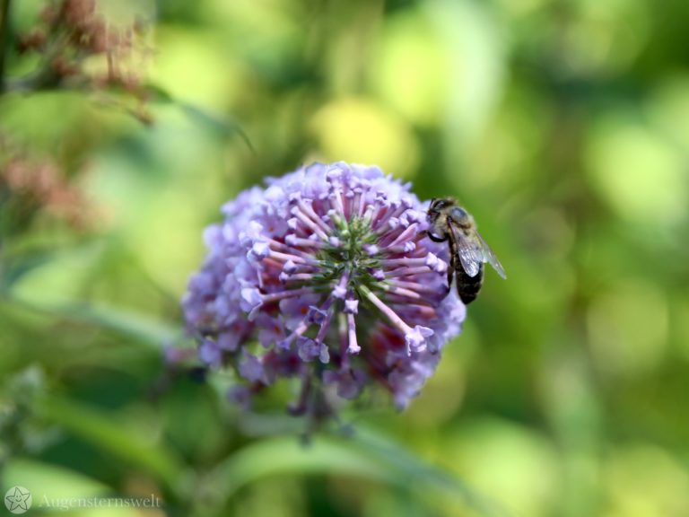 Nachhaltig leben Der bienenfreundliche Garten Augensterns Welt