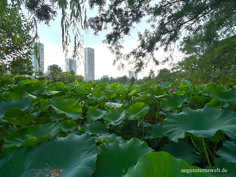 Featured Post Image - Unsere Japan Reise – Teil 1  Tokio